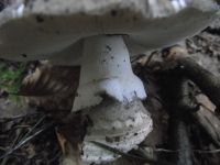 Grauer Wulstling